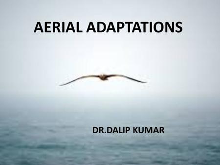 AERIAL ADAPTATIONS DR.DALIP KUMAR. AERIAL ADAPTATIONS Animals that can fly and spend a lot of their time in the air are called AERIAL ANIMALS. AERIAL.