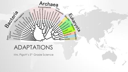 ADAPTATIONS Mrs. Pigott’s 5 th Grade Science. LIFE IS EXTREMELY DIVERSE.