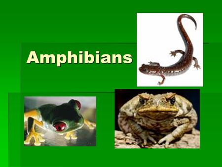 Amphibians. Classification  Phylum Chordata  Subphylum Vertebrata  Class Amphibia  Order Urodela  Order Anura  Order Apoda.