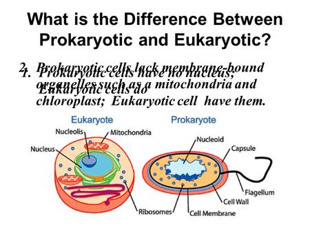 What is the Difference Between Prokaryotic and Eukaryotic? 1.Prokaryotic cells have no nucleus; Eukaryotic cells do 2. Prokaryotic cells lack membrane-bound.