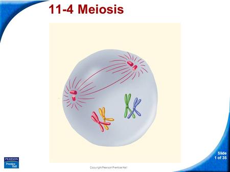 Slide 1 of 35 Copyright Pearson Prentice Hall 11-4 Meiosis.