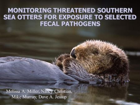 MONITORING THREATENED SOUTHERN SEA OTTERS FOR EXPOSURE TO SELECTED FECAL PATHOGENS Melissa A. Miller, Nancy Christian, Mike Murray, Dave A. Jessup Melissa.