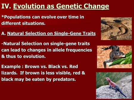 IV. Evolution as Genetic Change *Populations can evolve over time in different situations. A. Natural Selection on Single-Gene Traits -Natural Selection.