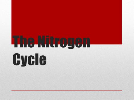 The Nitrogen Cycle. FACTS 1.Most abundant element in the atmosphere (78%) 2.Required for proteins and nucleic acids 3.Limiting nutrient for producers.