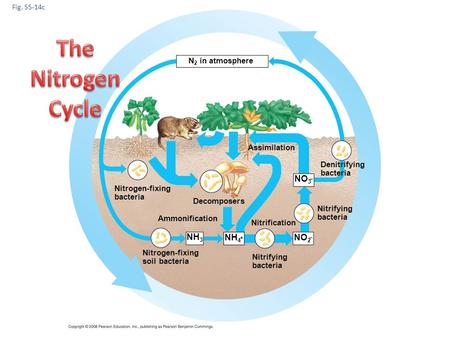 Fig c Decomposers N 2 in atmosphere Nitrification Nitrifying bacteria Nitrifying bacteria Denitrifying bacteria Assimilation NH 3 NH 4 NO 2 NO 3.