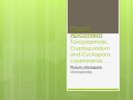 Phylum: Apicomlexa Phylum: Apicomlexa Toxoplasmosis, Cryptosporidum and Cyclospora cayetanensis. Phylum: Microspora Microsporidia.