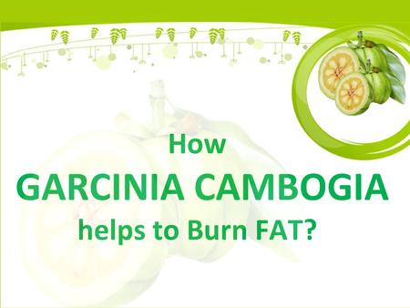 How GARCINIA CAMBOGIA helps to Burn FAT?. It is natural and known to have magical benefits for quick weight loss