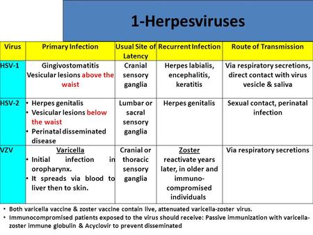 1-Herpesviruses VirusPrimary InfectionUsual Site of Latency Recurrent InfectionRoute of Transmission HSV-1Gingivostomatitis Vesicular lesions above the.