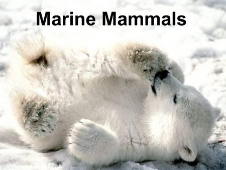 Marine Mammals.