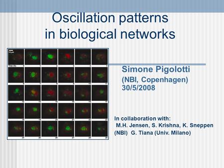 Oscillation patterns in biological networks Simone Pigolotti (NBI, Copenhagen) 30/5/2008 In collaboration with: M.H. Jensen, S. Krishna, K. Sneppen (NBI)