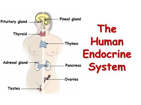 The Human Endocrine System