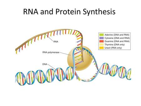 RNA and Protein Synthesis