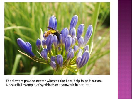 The flowers provide nectar whereas the bees help in pollination. A beautiful example of symbiosis or teamwork in nature.