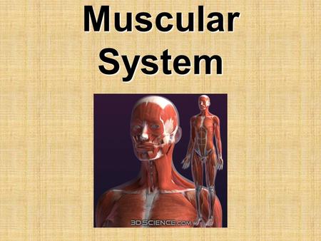 Muscular System.