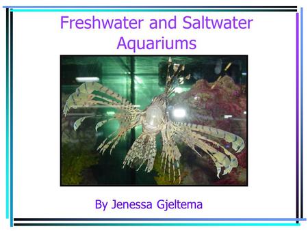 Freshwater and Saltwater Aquariums