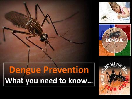 Dengue Prevention What you need to know…