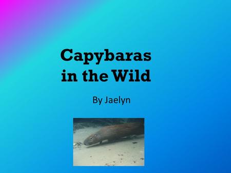 Capybaras in the Wild By Jaelyn. Table of Contents.