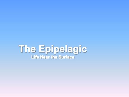 Epipelagic/Photic zone Surface to 200 m Surface to 200 m Warmest and best light for photosynthesis Warmest and best light for photosynthesis Divided into.