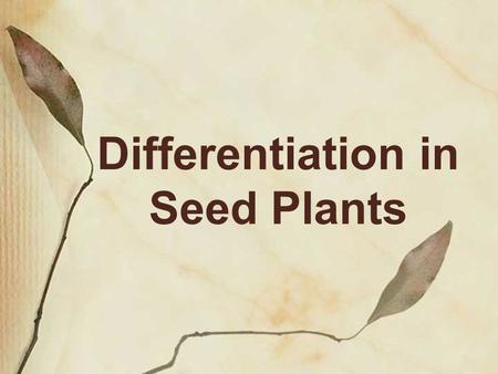 Differentiation in Seed Plants