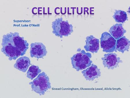 Cell culture Supervisor: Prof. Luke O’Neill