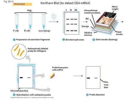 Fig. 20-11 TECHNIQUE Nitrocellulose membrane (blot) Alkaline solution DNA transfer (blotting) Sponge Gel Heavy weight Paper towels Preparation of restriction.