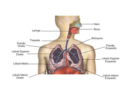 Functions of the Conducting Zone 1. Provides a low-resistance pathway for air flow; resistance is physiologically regulated by changes in contraction.