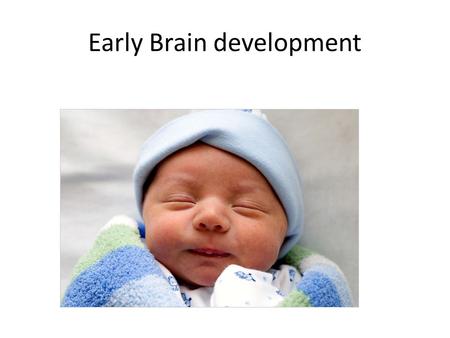 Early Brain development