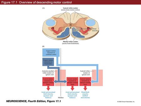 Figure 17.1 Overview of descending motor control.