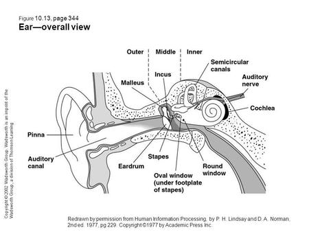 Figure 10.13, page 344 Earoverall view Copyright © 2002 Wadsworth Group. Wadsworth is an imprint of the Wadsworth Group, a division of Thomson Learning.