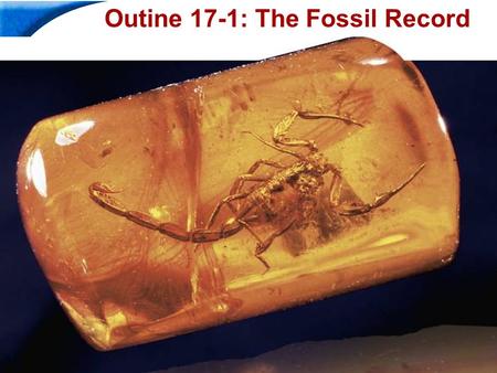 Outine 17-1: The Fossil Record