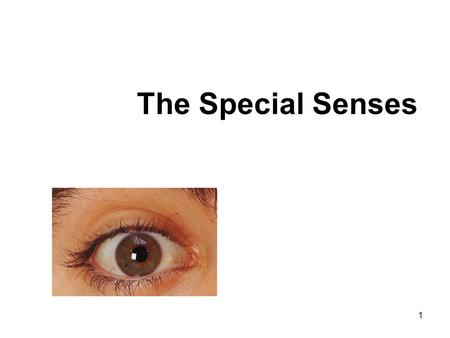 The Special Senses.