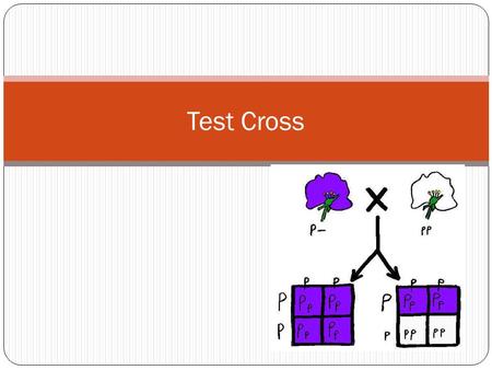 Test Cross.