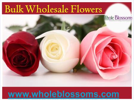 Bulk Wholesale Flowers - www.wholeblossoms.com