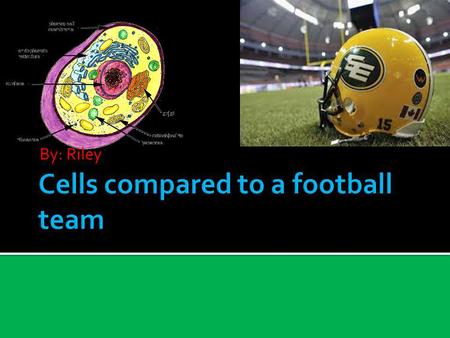 By: Riley. The nucleus is like the coachs of a football team. It makes all decisions that should happen just like the coachs.