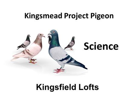 Kingsmead Project Pigeon Kingsfield Lofts Science.