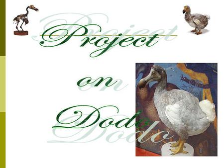 Project on Dodo.