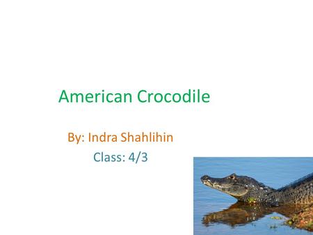 American Crocodile By: Indra Shahlihin Class: 4/3.