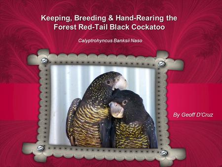 Keeping, Breeding & Hand-Rearing the Forest Red-Tail Black Cockatoo Calyptrohyncus Banksii Naso By Geoff DCruz.