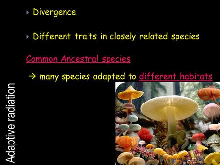 Adaptive radiation Divergence Different traits in closely related species Common Ancestral species many species adapted to different habitats.