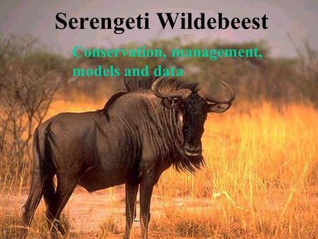 Serengeti Wildebeest Conservation, management, models and data.