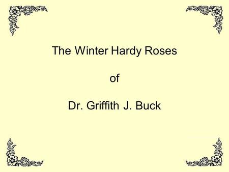 The Winter Hardy Roses of Dr. Griffith J. Buck