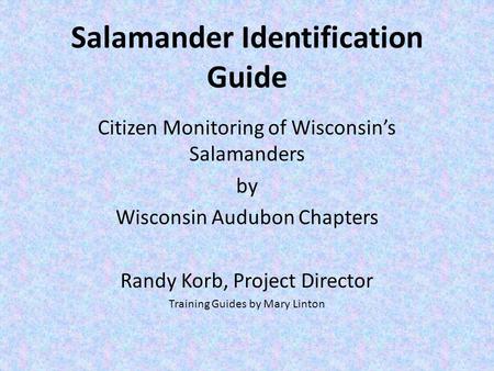 Salamander Identification Guide