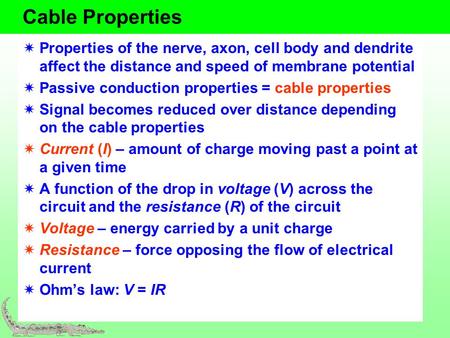 Cable Properties Properties of the nerve, axon, cell body and dendrite affect the distance and speed of membrane potential Passive conduction properties.