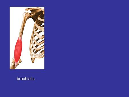 Brachialis. Fléchisseurs de lavant-bras Brachioradialis Coracobrachialis.