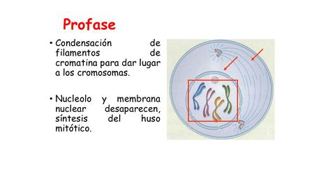 Profase Condensación de filamentos de cromatina para dar lugar a los cromosomas. Nucleolo y membrana nuclear desaparecen, síntesis del huso mitótico.