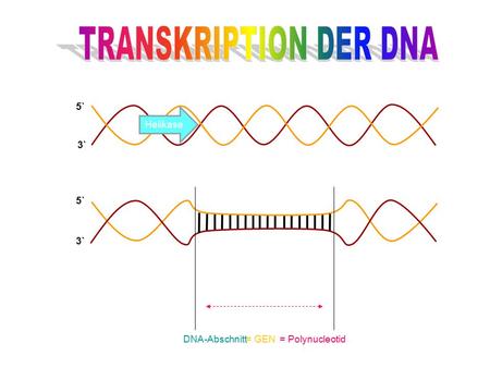 3` 5` Helikase 5` 3` DNA-Abschnitt= GEN= Polynucleotid.