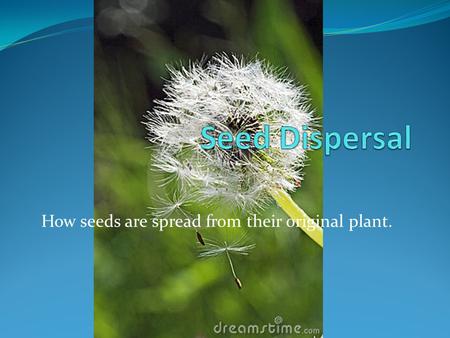 How seeds are spread from their original plant.