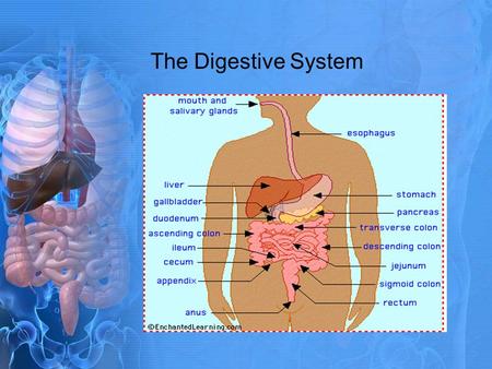 The Digestive System.