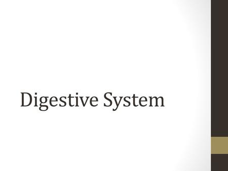 Digestive System.