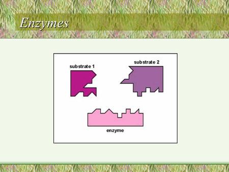 Enzymes. Engage What happens if the gall bladder is blocked? Can you live without a gall bladder? What do you think would happen to the digestive process.